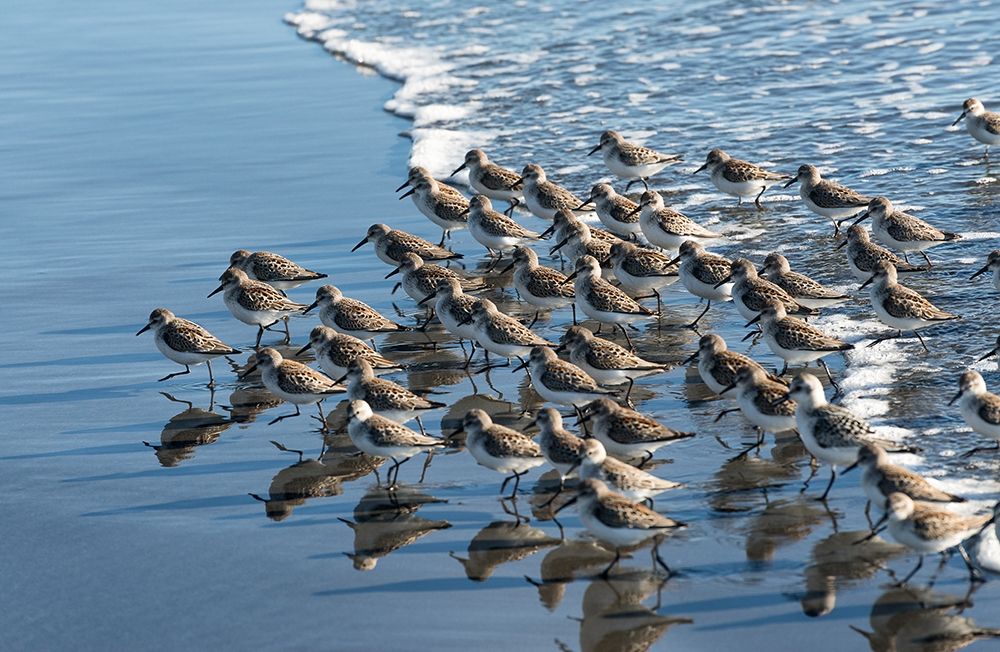 Sandpipers at Kalaloch art print by Stan Hellmann for $57.95 CAD