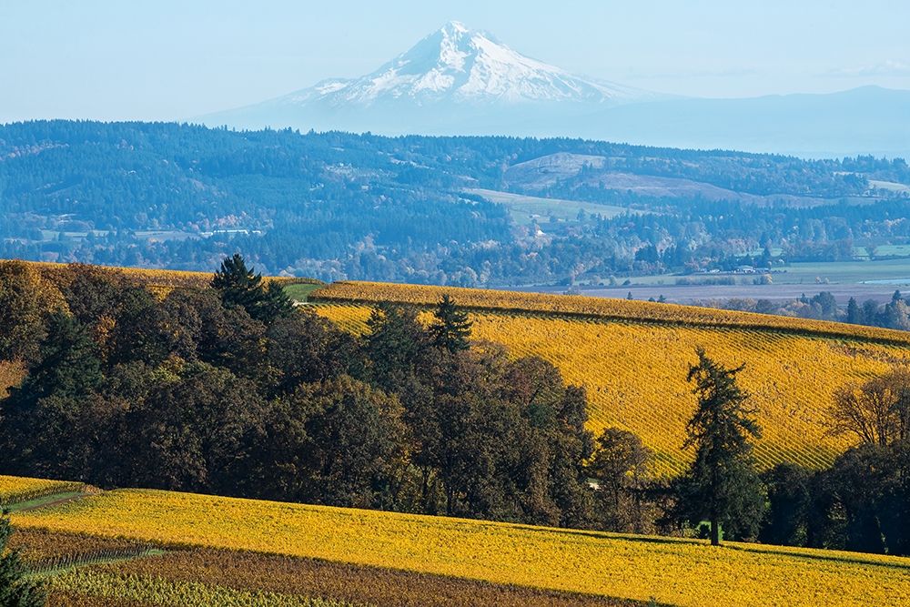 Dundee Hills I art print by Stan Hellmann for $57.95 CAD