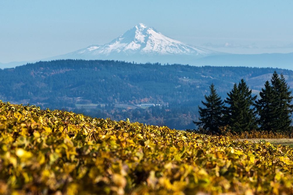 Dundee Hills II art print by Stan Hellmann for $57.95 CAD