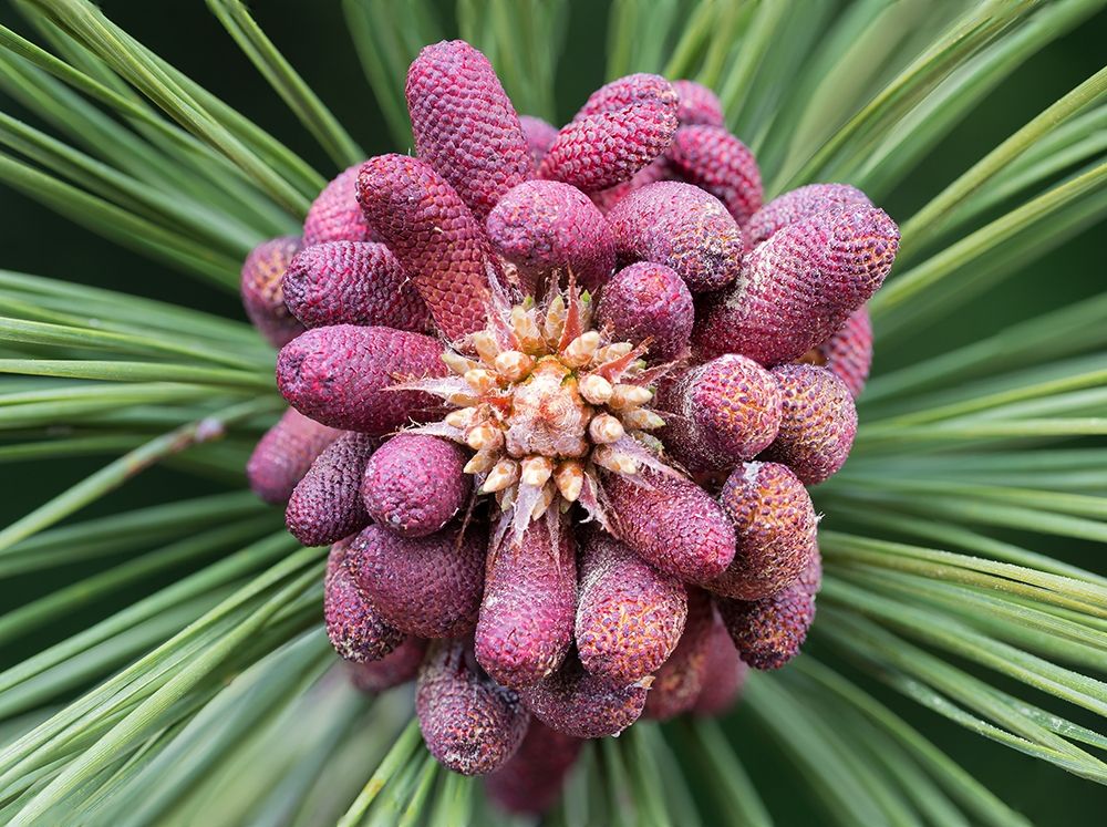 Forming Pine Cone art print by Stan Hellmann for $57.95 CAD
