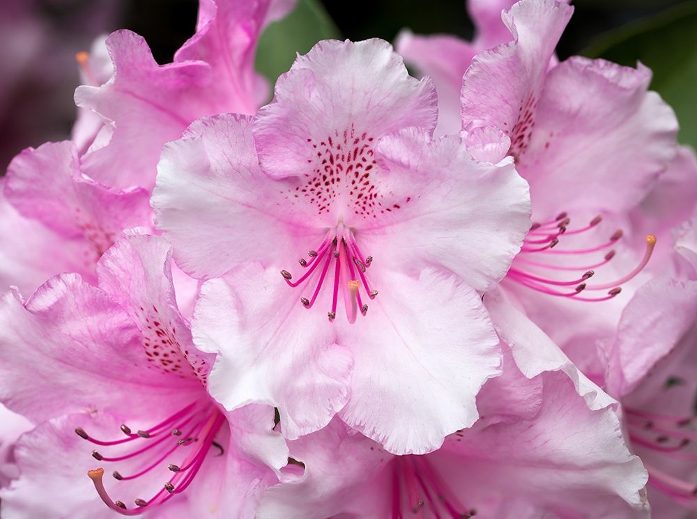 Rhododendron art print by Stan Hellmann for $57.95 CAD