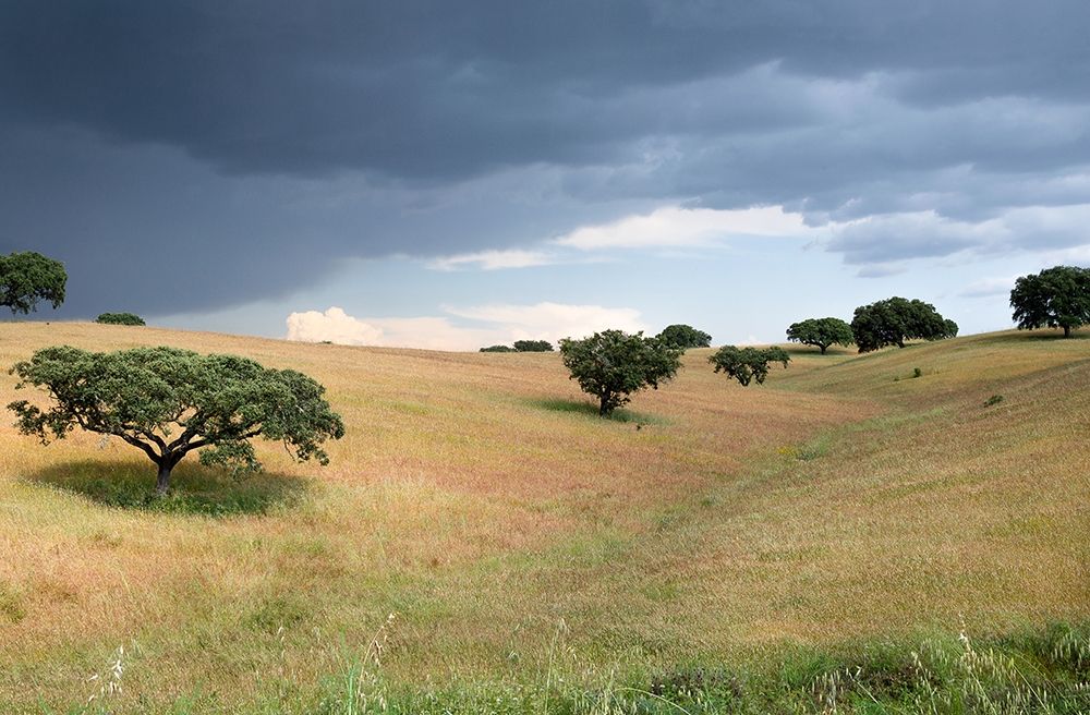 Cork Trees in Approaching Storm art print by Stan Hellmann for $57.95 CAD
