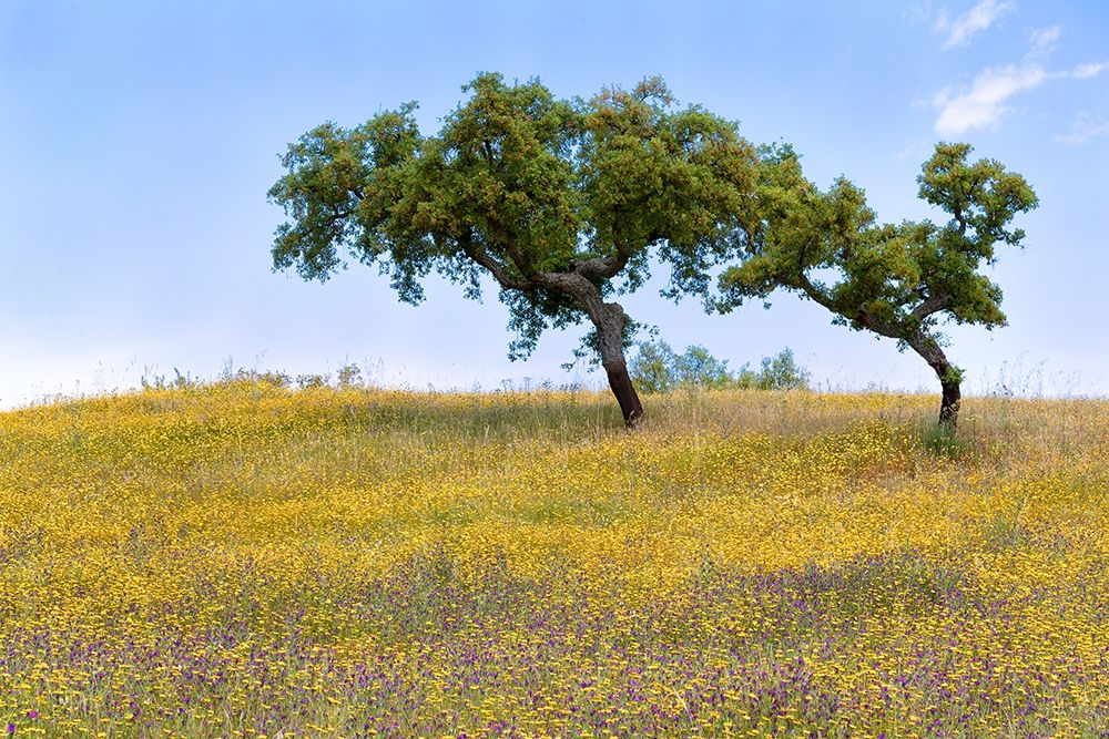 Two Cork Trees art print by Stan Hellmann for $57.95 CAD