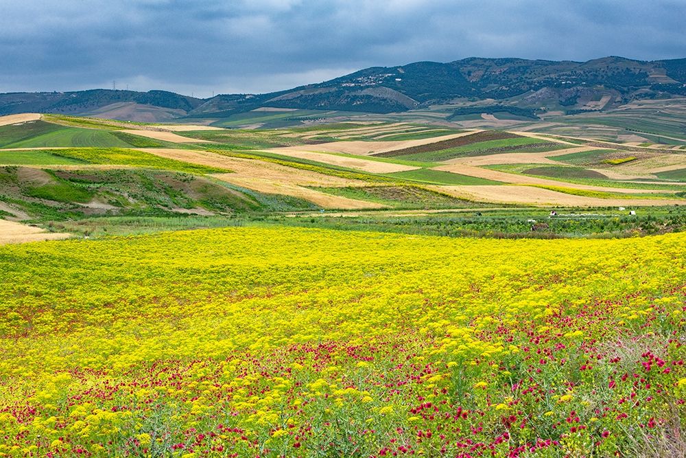 Morocco Wildflowers art print by Stan Hellmann for $57.95 CAD