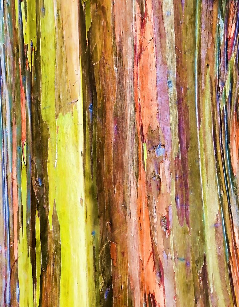 Eucalyptus Bark I art print by Stan Hellmann for $57.95 CAD