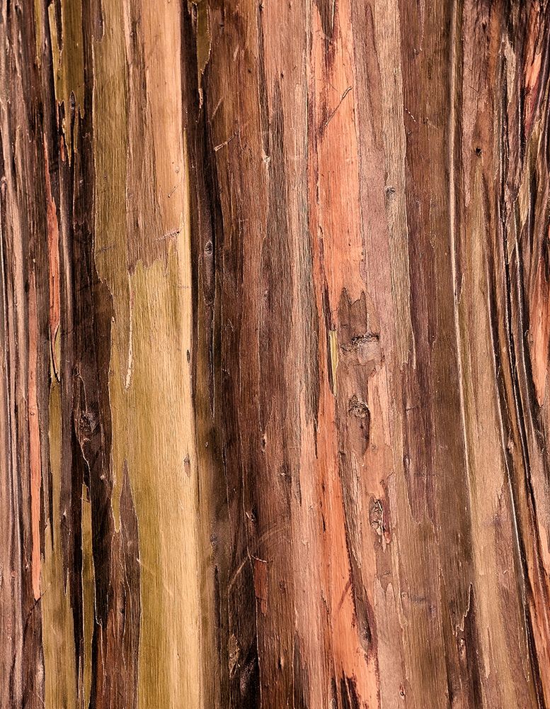 Eucalyptus Bark II art print by Stan Hellmann for $57.95 CAD