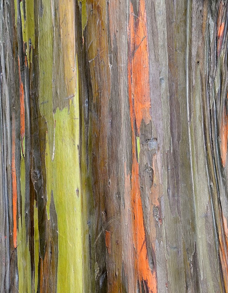 Eucalyptus Bark III art print by Stan Hellmann for $57.95 CAD