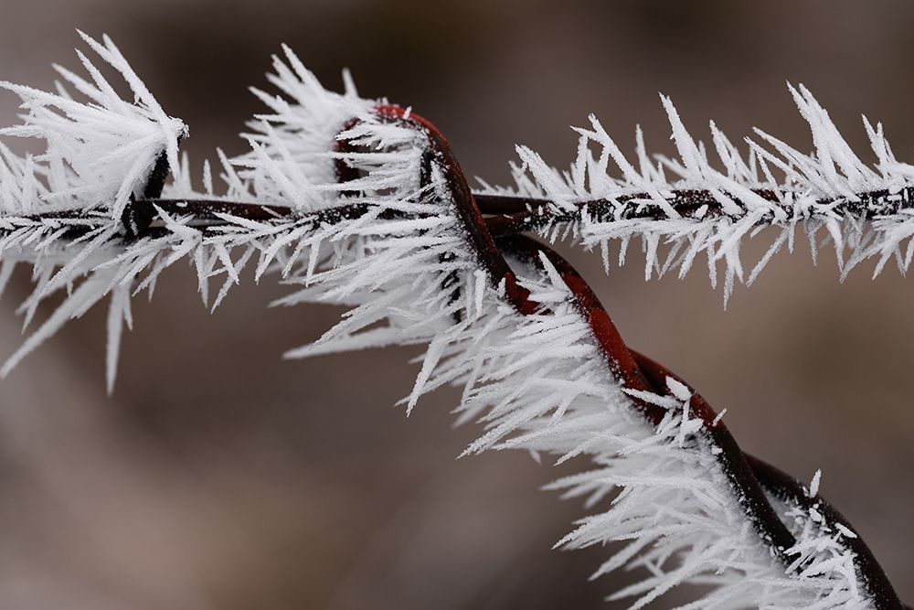 Winter Fence art print by Stan Hellmann for $57.95 CAD