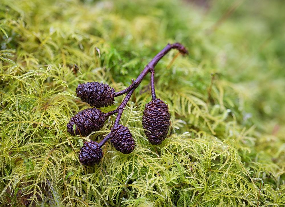 Tiny Alder Cones on Fern Moss art print by Stan Hellmann for $57.95 CAD
