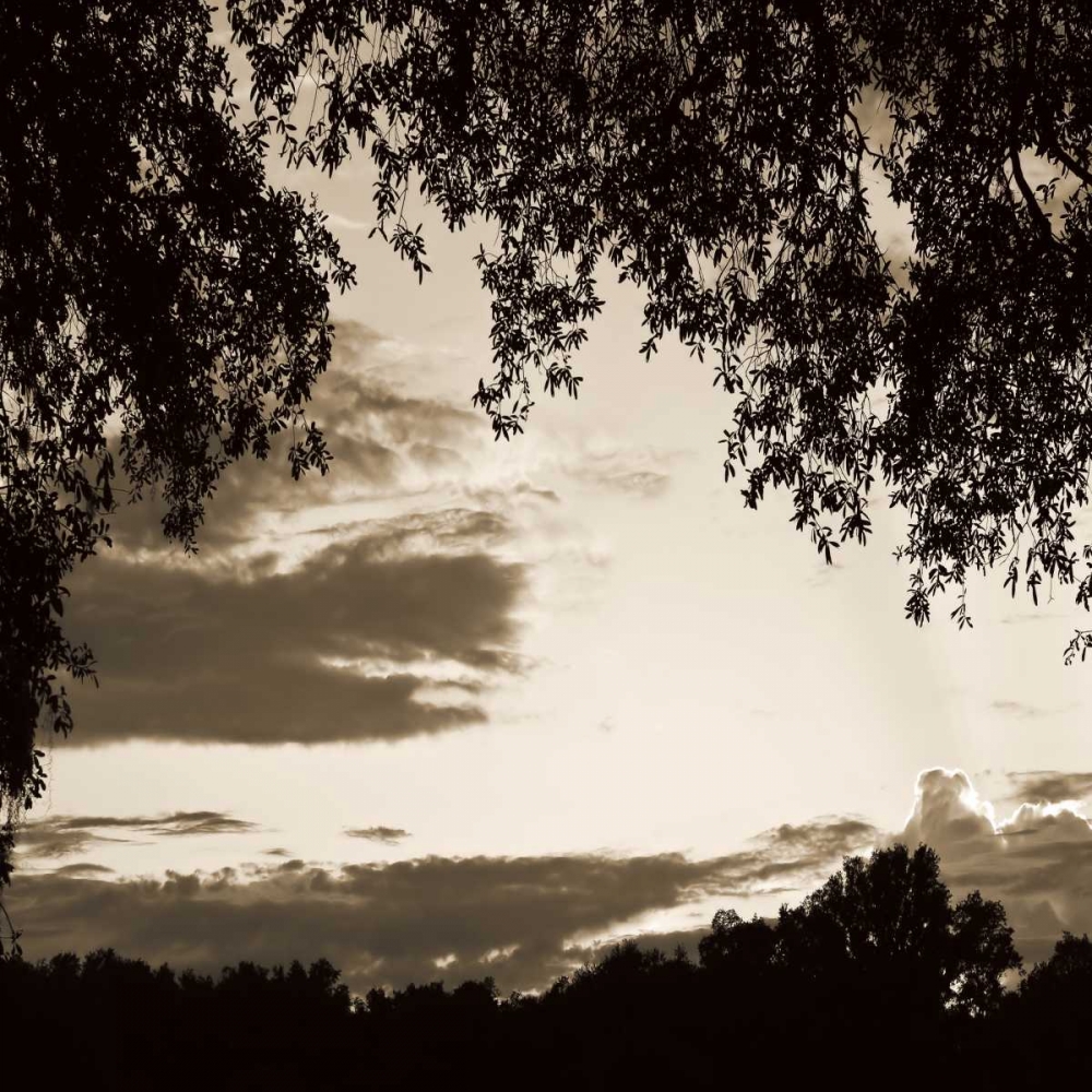 Sunset Trees Sepia Sq II art print by Alan Hausenflock for $57.95 CAD