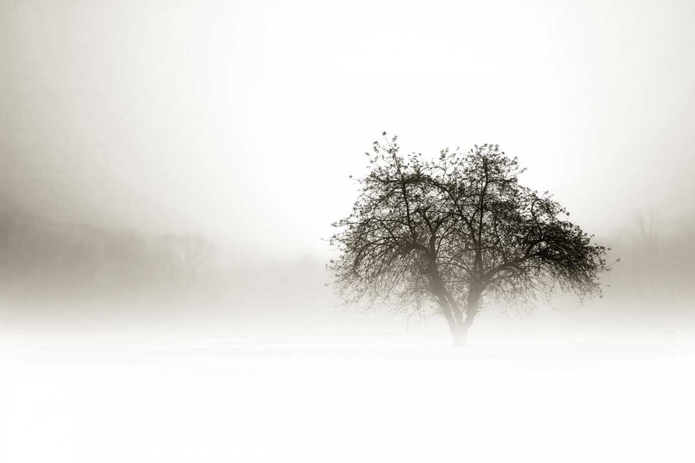 In the Mist I art print by Alan Hausenflock for $57.95 CAD