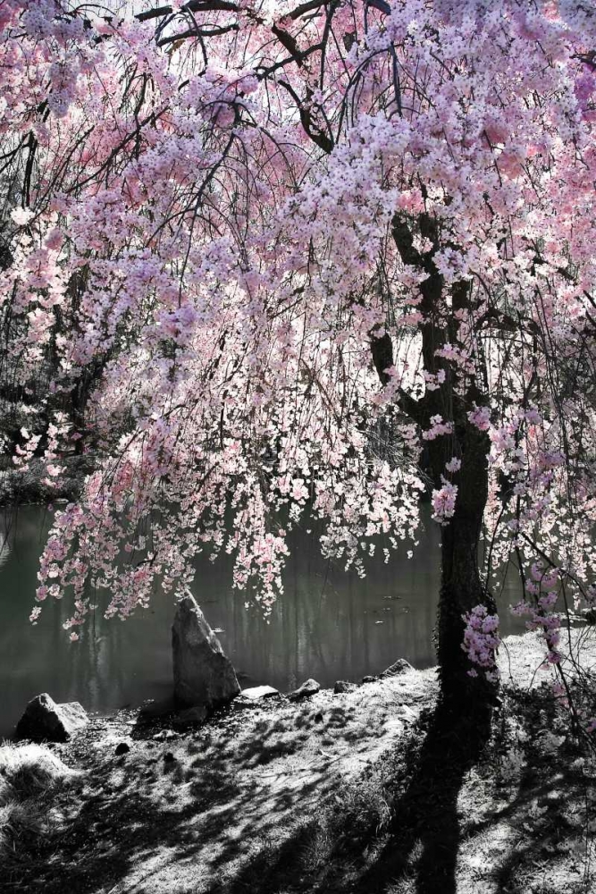 Cherry Tree I art print by Alan Hausenflock for $57.95 CAD
