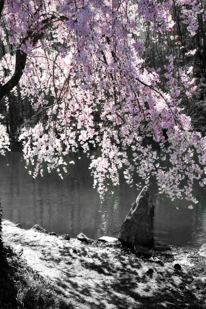 Cherry Tree II art print by Alan Hausenflock for $57.95 CAD