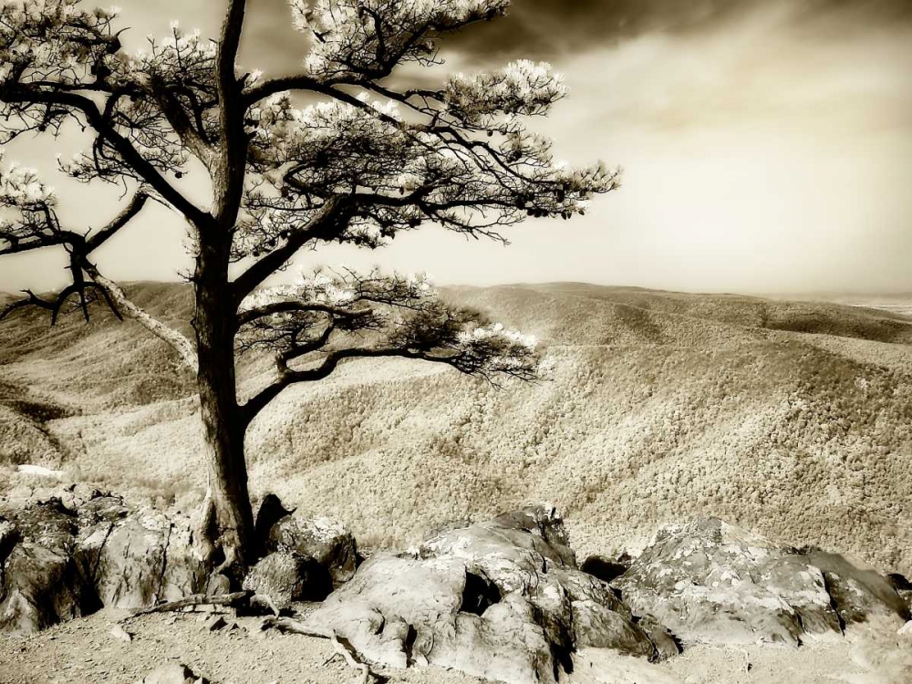 Lone Pine II art print by Alan Hausenflock for $57.95 CAD