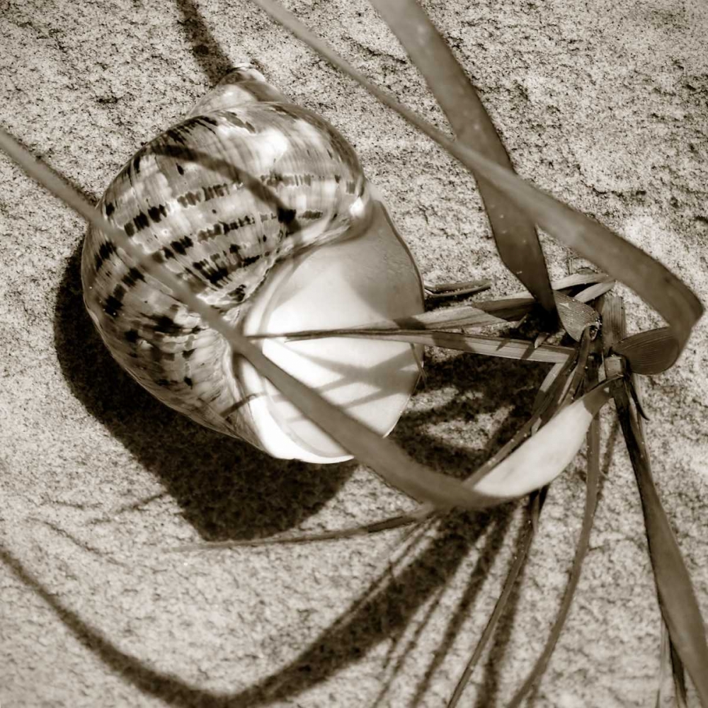 Seashells III art print by Alan Hausenflock for $57.95 CAD