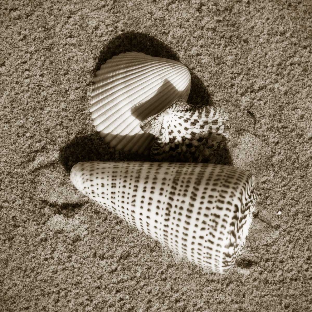 Seashells VII art print by Alan Hausenflock for $57.95 CAD