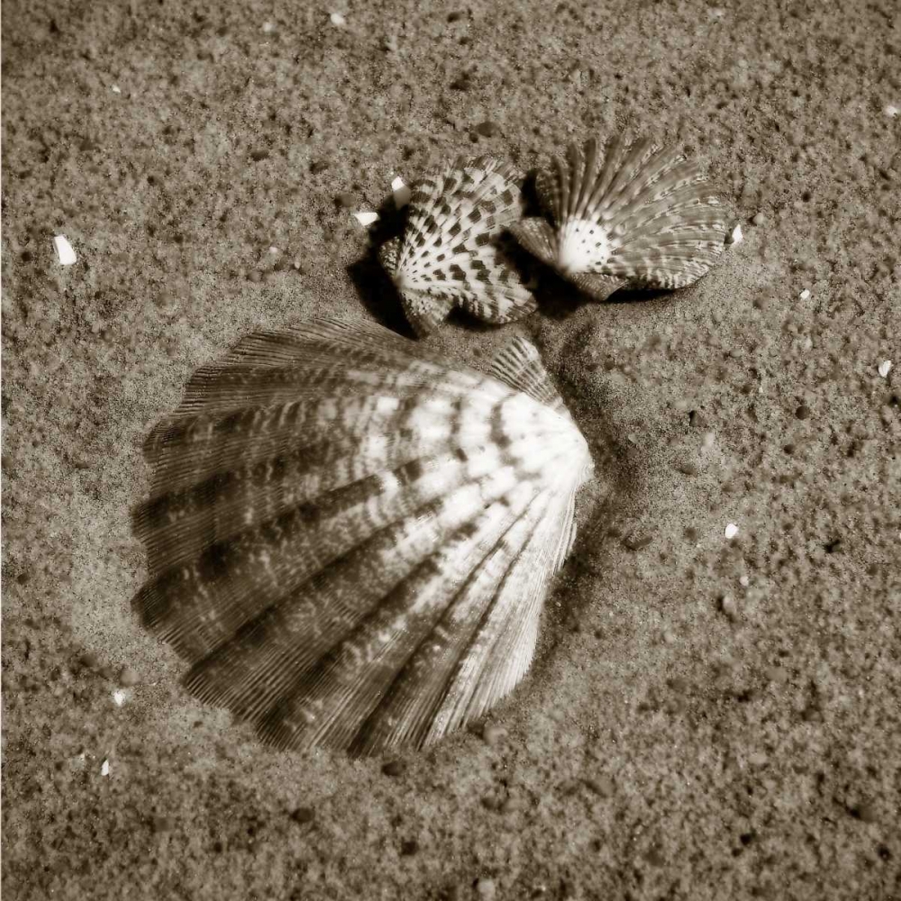 Seashells VIII art print by Alan Hausenflock for $57.95 CAD
