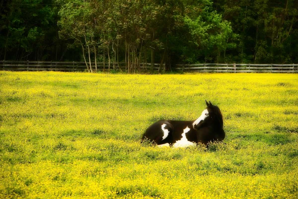 Black Pinto I art print by Alan Hausenflock for $57.95 CAD