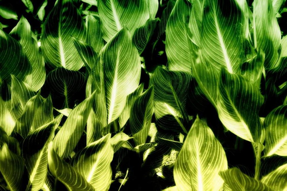Tropical Foliage I art print by Alan Hausenflock for $57.95 CAD