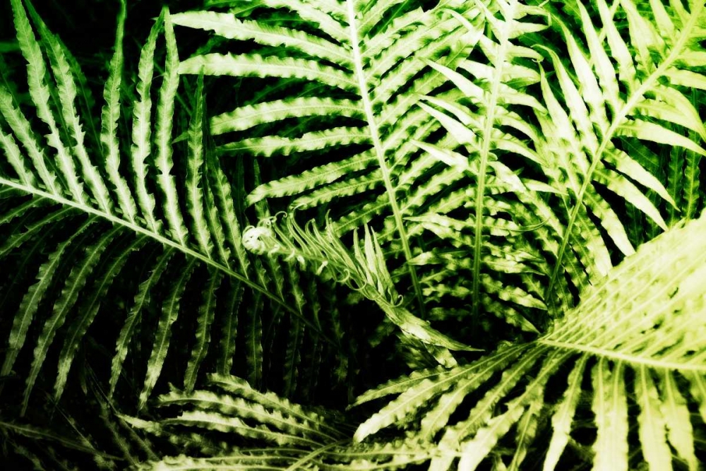 Tropical Foliage II art print by Alan Hausenflock for $57.95 CAD