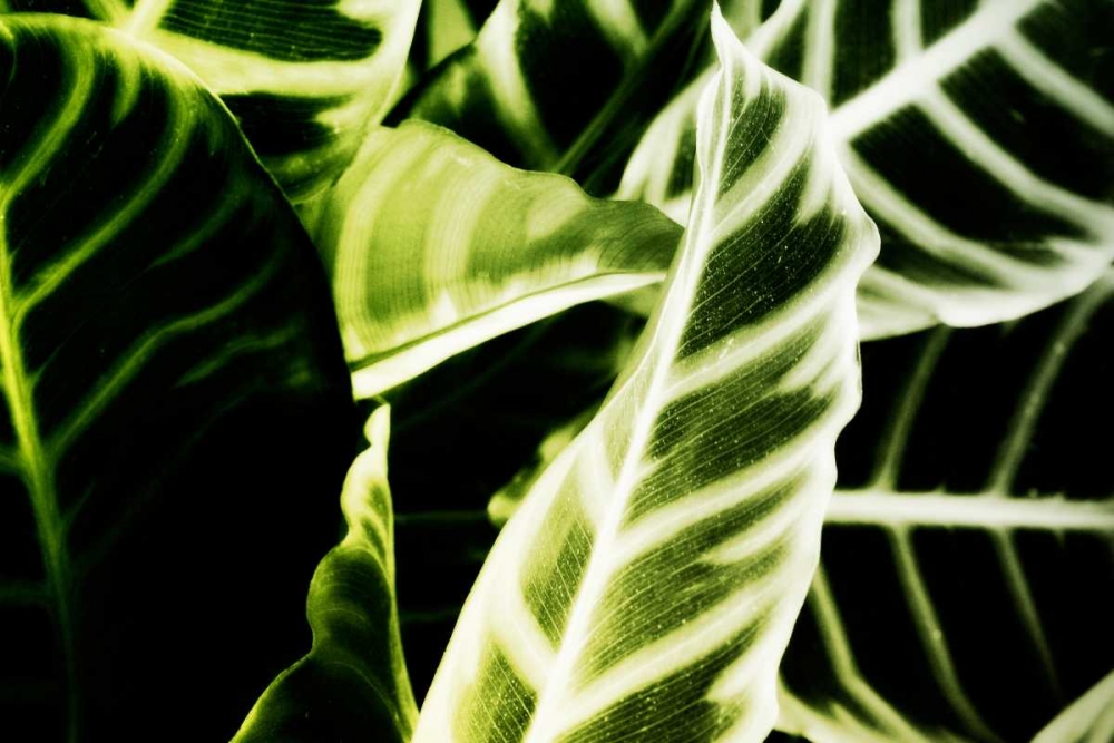 Tropical Foliage III art print by Alan Hausenflock for $57.95 CAD