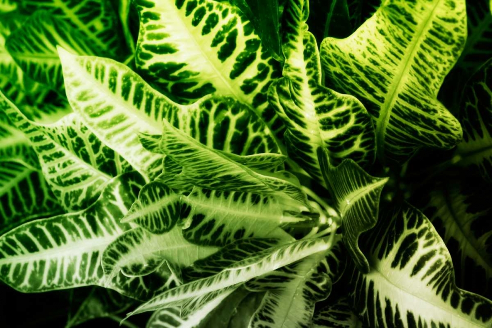 Tropical Foliage IV art print by Alan Hausenflock for $57.95 CAD