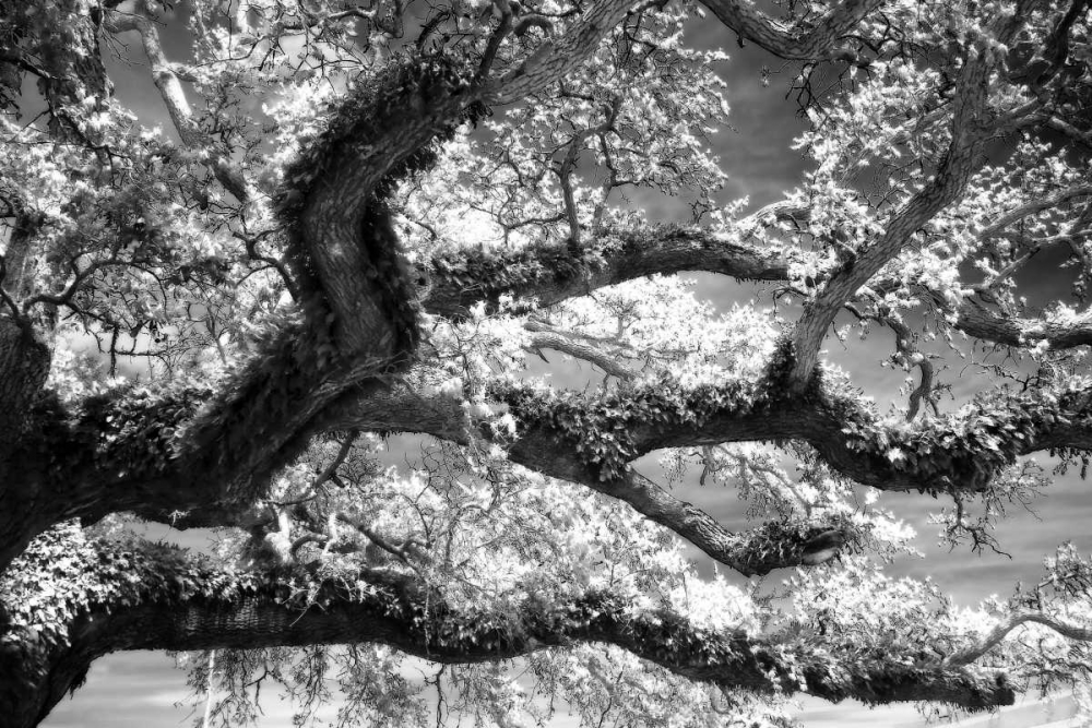 Coast Live Oak I art print by Alan Hausenflock for $57.95 CAD