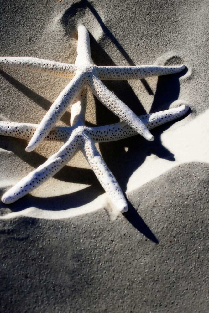 Sea Stars I art print by Alan Hausenflock for $57.95 CAD