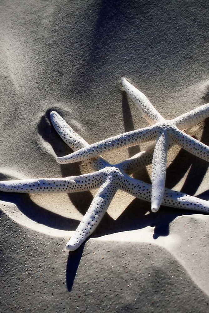 Sea Stars II art print by Alan Hausenflock for $57.95 CAD