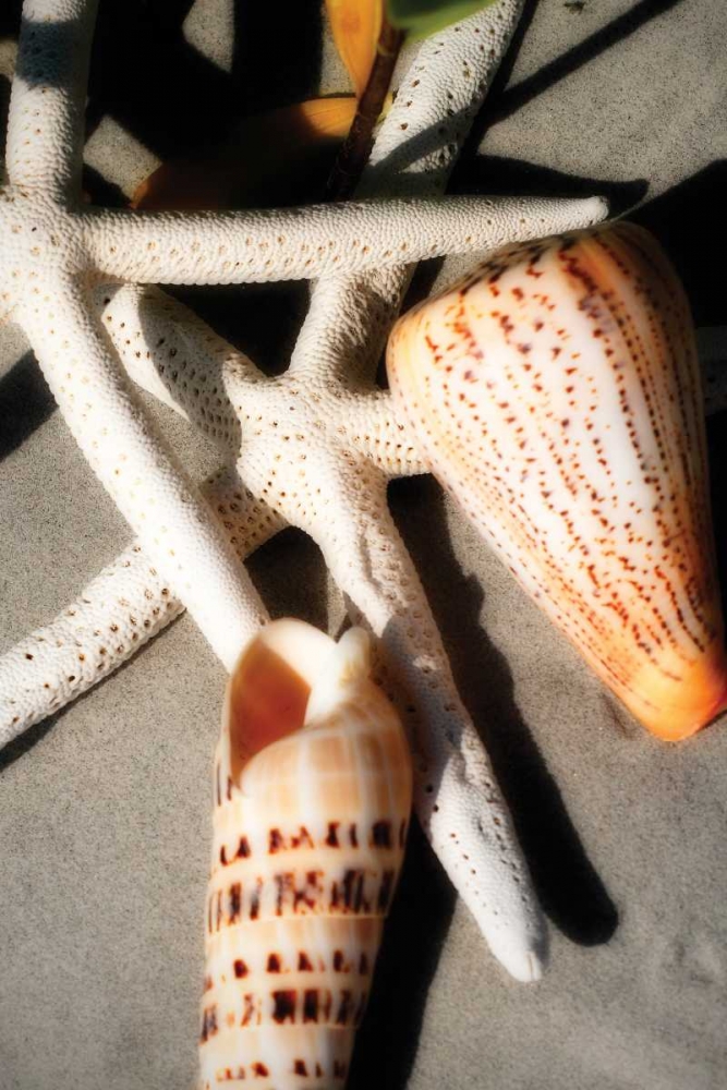 Shells by the Sea I art print by Alan Hausenflock for $57.95 CAD