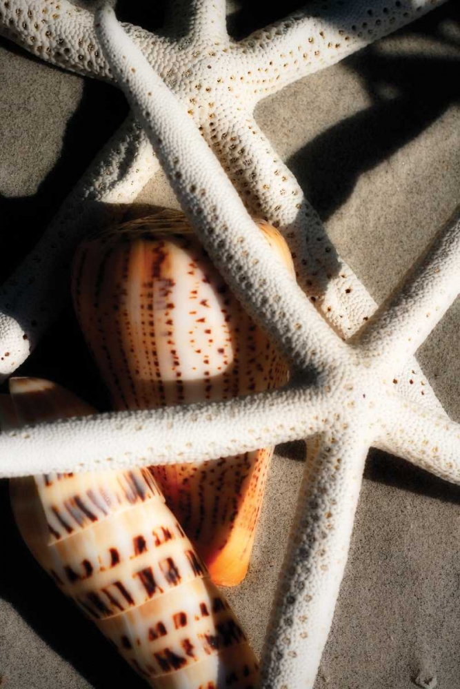 Shells by the Sea II art print by Alan Hausenflock for $57.95 CAD
