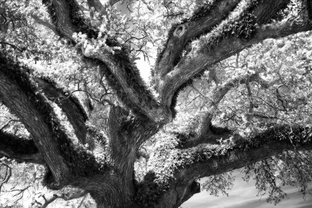 Coast Live Oak II art print by Alan Hausenflock for $57.95 CAD