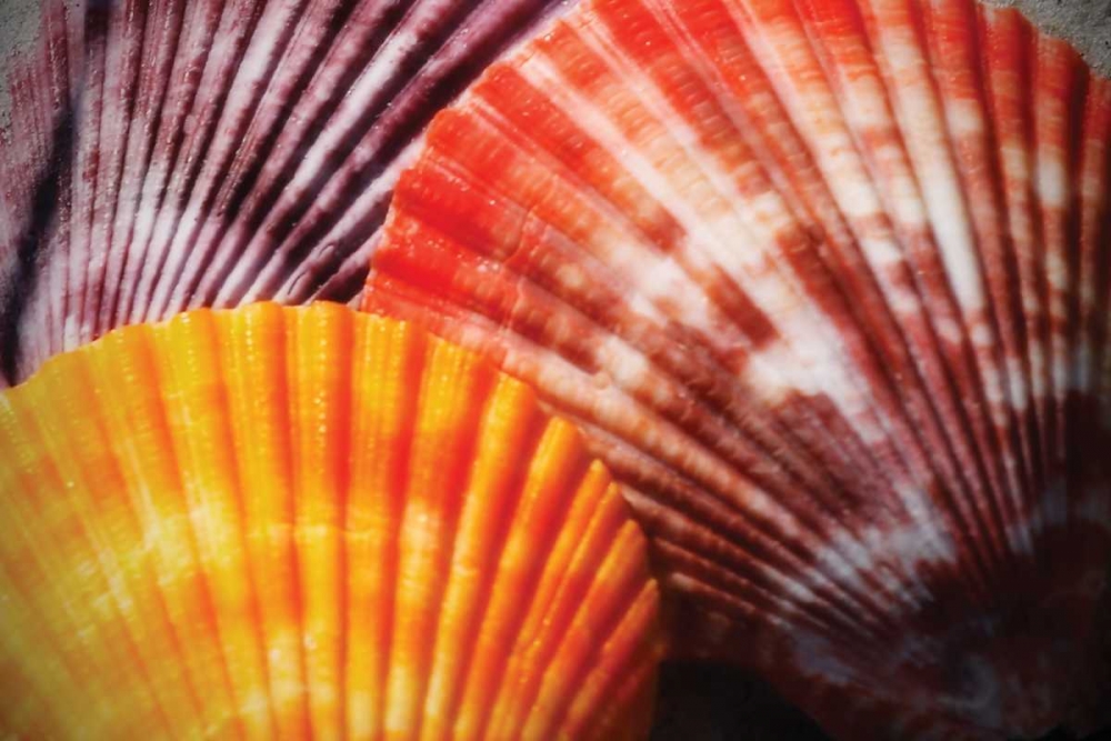 Scallops I art print by Alan Hausenflock for $57.95 CAD
