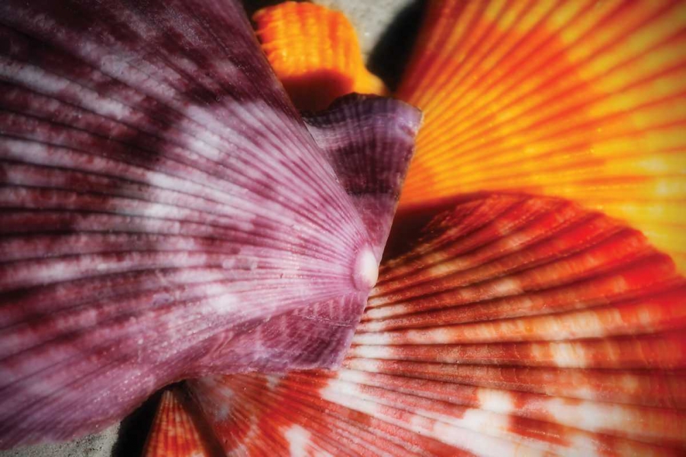 Scallops II art print by Alan Hausenflock for $57.95 CAD
