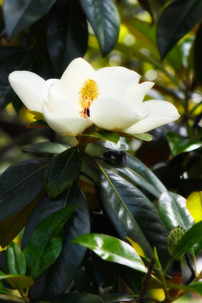 Fragrant Flower I art print by Alan Hausenflock for $57.95 CAD