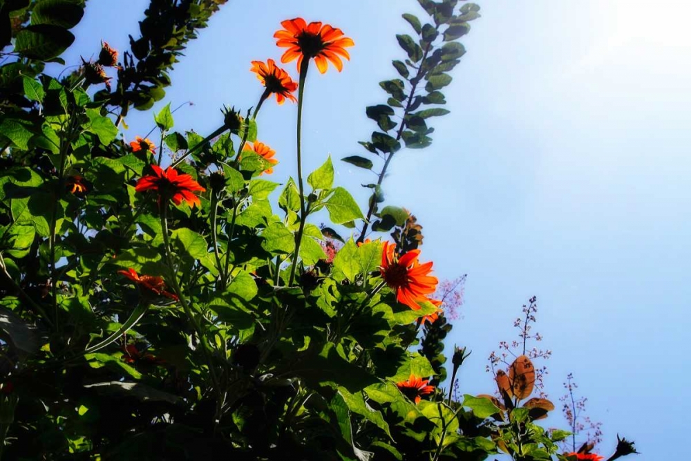 Summer Garden II art print by Alan Hausenflock for $57.95 CAD