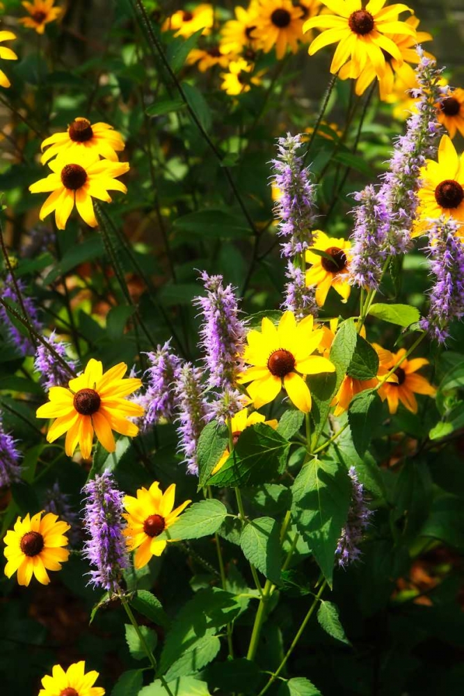 Summer Glory I art print by Alan Hausenflock for $57.95 CAD