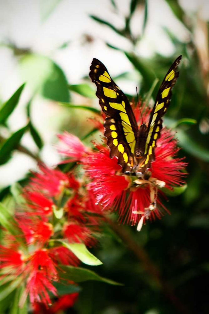 Bairds Swallowtail I art print by Alan Hausenflock for $57.95 CAD