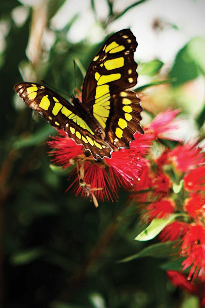 Bairds Swallowtail II art print by Alan Hausenflock for $57.95 CAD