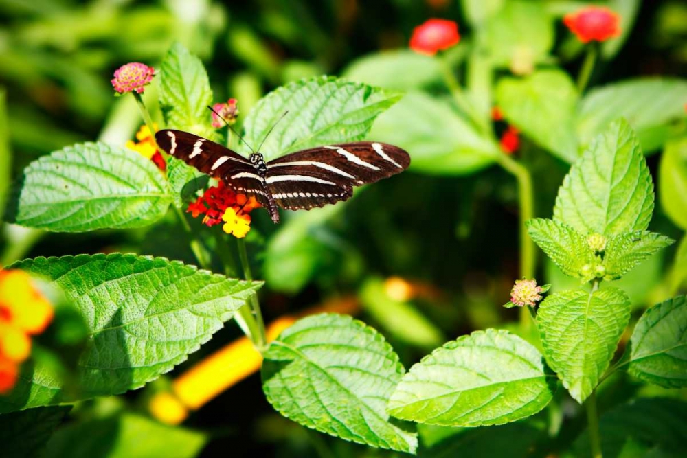 Zebra Longwing art print by Alan Hausenflock for $57.95 CAD