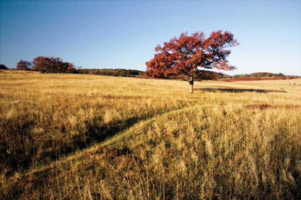 Autumn Meadow I art print by Alan Hausenflock for $57.95 CAD