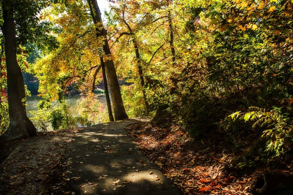 Autumn Pathway II art print by Alan Hausenflock for $57.95 CAD