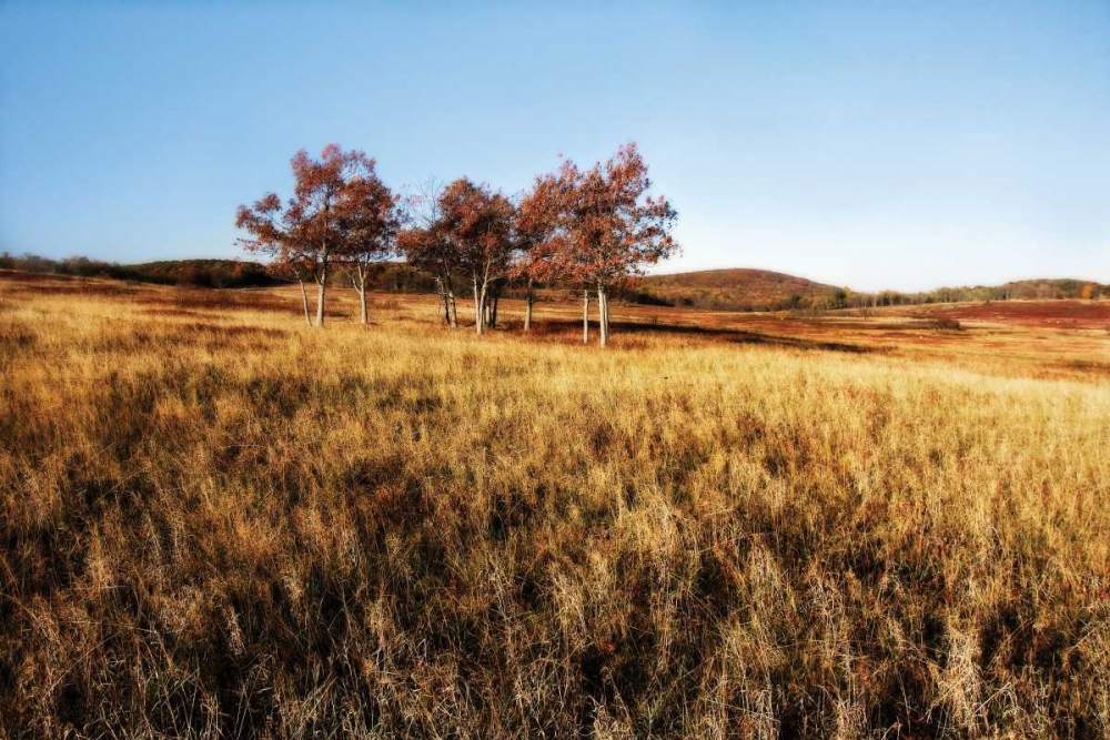 Autumn Meadow II art print by Alan Hausenflock for $57.95 CAD