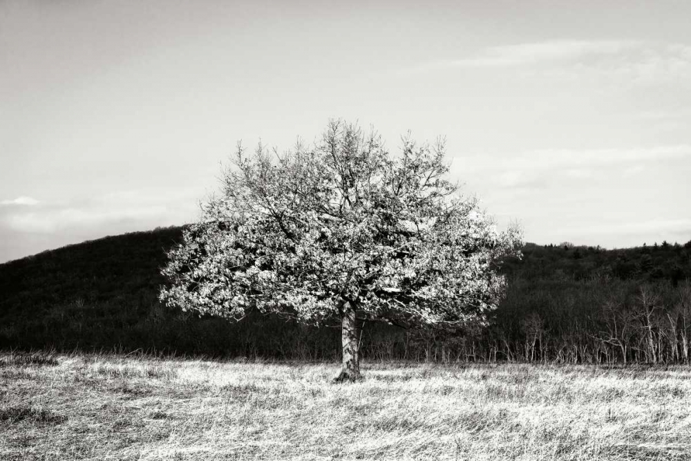 Winter Tree I art print by Alan Hausenflock for $57.95 CAD