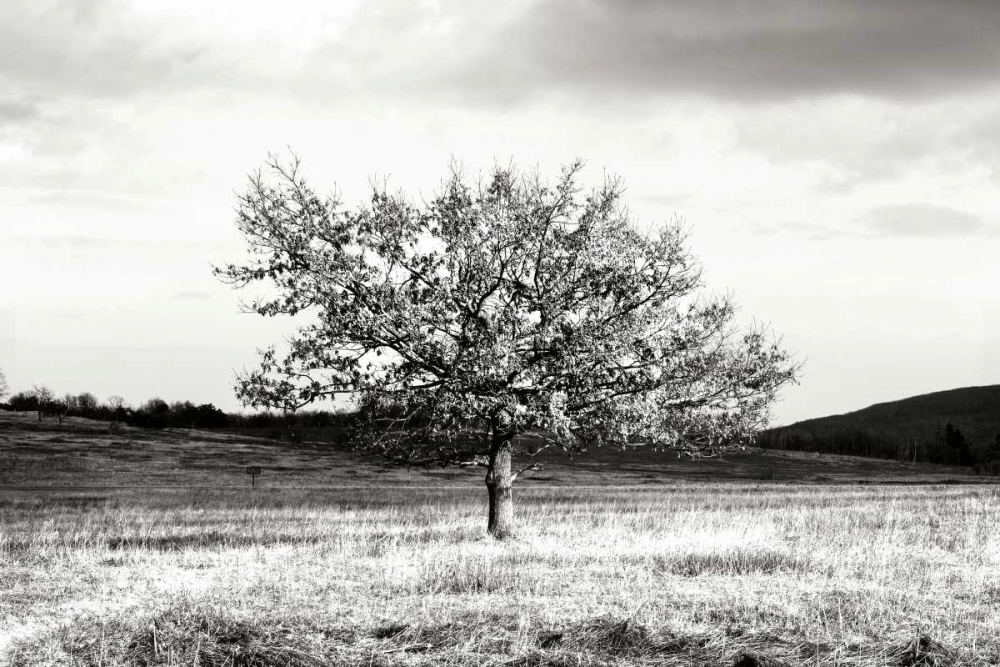 Winter Tree II art print by Alan Hausenflock for $57.95 CAD