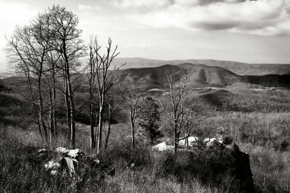 Bare Sentinals II art print by Alan Hausenflock for $57.95 CAD