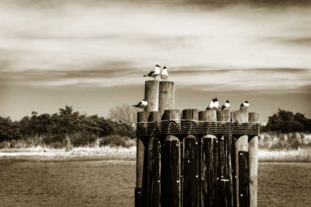 Pamlico Gulls II art print by Alan Hausenflock for $57.95 CAD