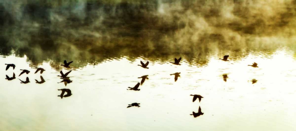 Geese on the Lake I art print by Alan Hausenflock for $57.95 CAD