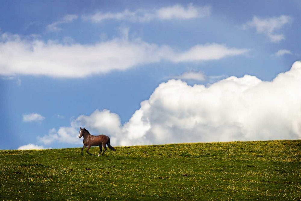 Horses in the Clouds I art print by Alan Hausenflock for $57.95 CAD