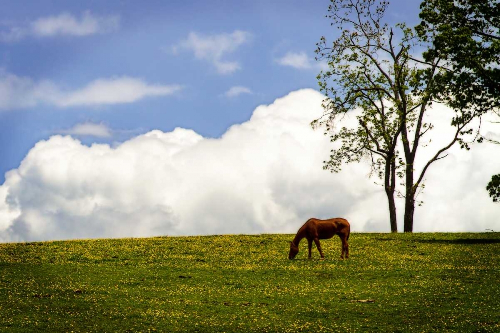 Horses in the Clouds II art print by Alan Hausenflock for $57.95 CAD